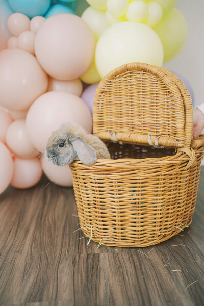a bunny poking its head out of a basket