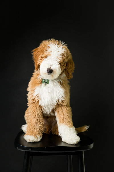 Doodle puppy sits on stool in a photography studio