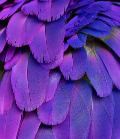 Close up of vibrant purple bird feathers