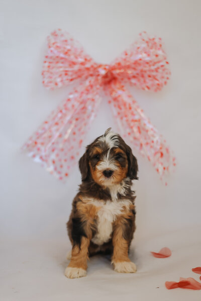 bernedoodle in texas for sale