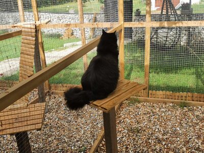 Chat sur un arbre à chat dans son jardinet extérieur privatif à la pension pet's home