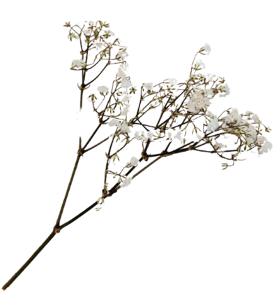 Dried Baby's Breath Pressed Flower