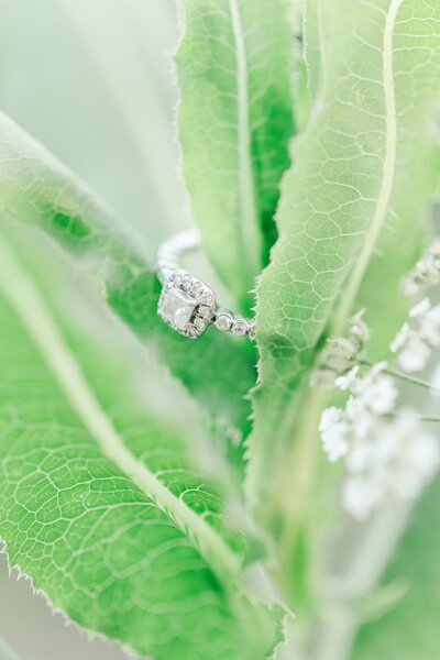 engagement ring on green leaves