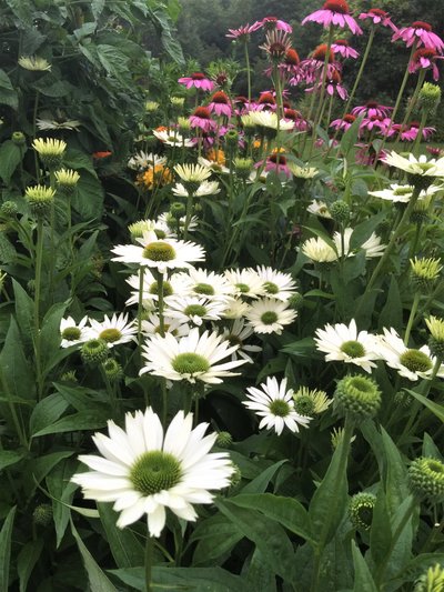 Gardens at The Garden Studio