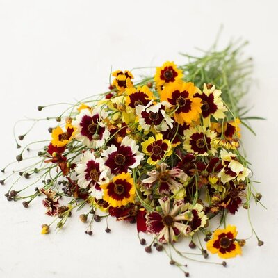 Coreopsis is the perfect airy bloom for our Carmel fall floral arrangements