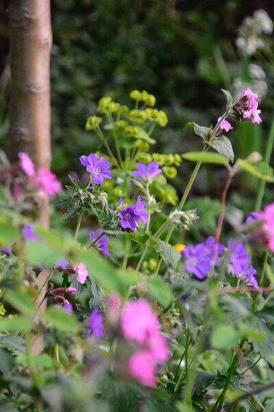 beplantingsplan Arnhem groen ecologisch dieren insecten vogels