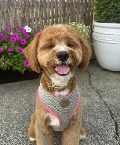 Teddy bear groom on small dog at North Shore grooming salon