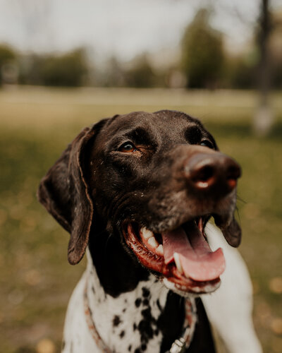 Penny Dog Portrait