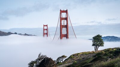 Golden Gate Bridge towers rise above fog with a lone cypress tree in foreground on a San Francisco hillside
