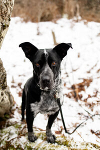 A black and white dog with alert ears stands on a snow-covered ground, embodying the charm of New England. The dog's coat features a distinctive white stripe on its face and speckled chest, with leafless trees visible in the blurred background—a perfect scene for any New England lifestyle photographer.