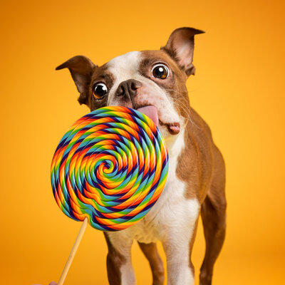 A Boston Terrier  dog licking a lollipop against a beautiful gold background.