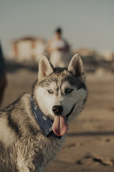couple kissing and eloping on a mountain in the french alps