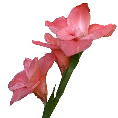 Copy of how to paint gladiolus