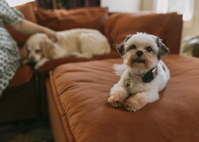 Dog on couch