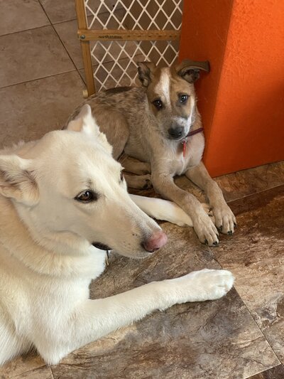 Two dogs sitting by each other