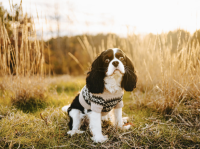 My Cavalier King Charles Spaniel, Milo, living his best life in the golden hour.