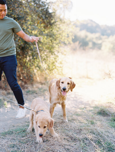 golden retriever puppies acting foolish