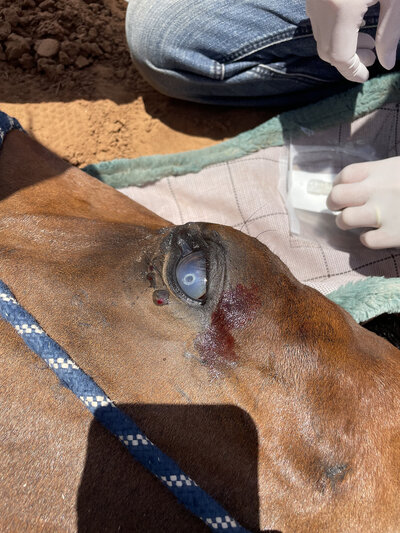 Performance horse with eye issues getting quality care at Royalty Vet Clinic.