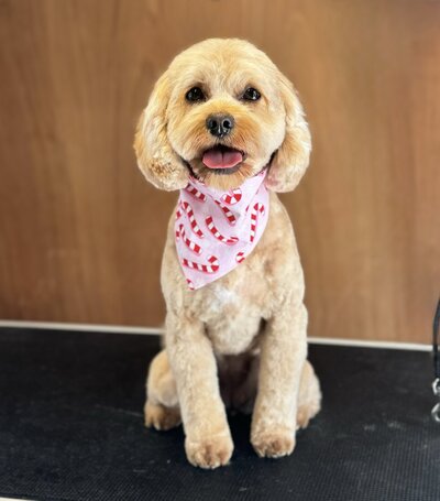 Cavoodle puppy first groom in North Shore
