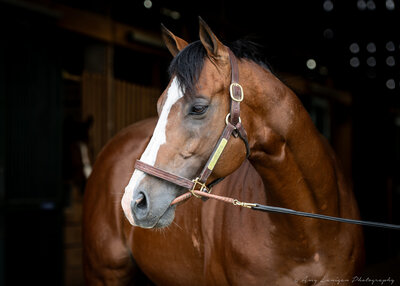 Bay stallion Pyrenees.