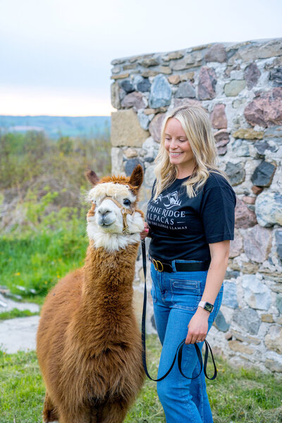 Nestled in the Blue Mountains, Alpine Ridge Alpacas is your destination for Alpacas and Llamas!