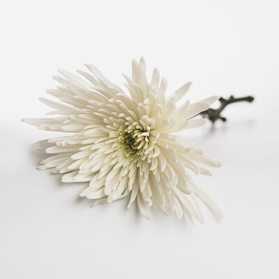 white chrysanthemum