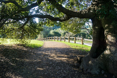 Shady spot under an Oak Tree at Picchetti Winery in Cupertino