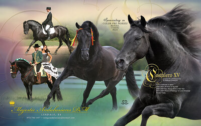 stallion graphic ad design