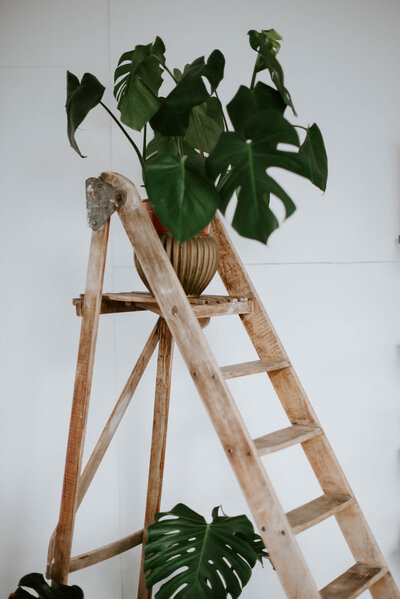 Eine Leiter mit Pflanzen in Töpfen im tageslichtstudio Loftstudio Aachen