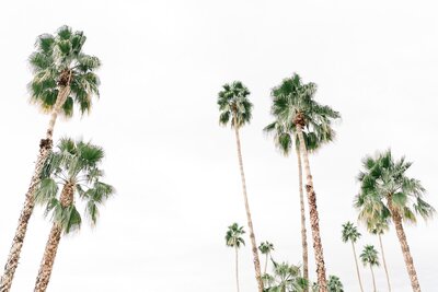 Tall Mexican Fan palm trees with emerald green leaves and reddish brown trunks against a white sky, used as a decorative image on the Xanthe Bookkeeping Contact page contact form section.