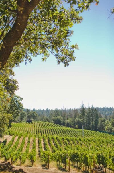 Wine Country Wedding in Vineyard - Onelove Photography