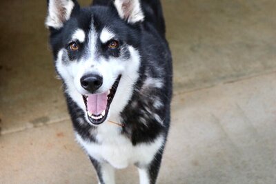 Photo of siberian husky with brown eyes