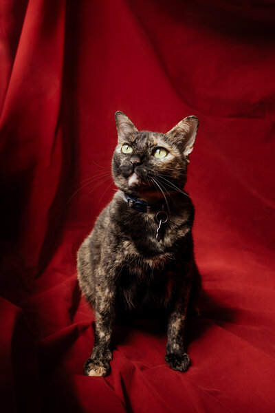 A cat sitting on a red backdrop looking up 