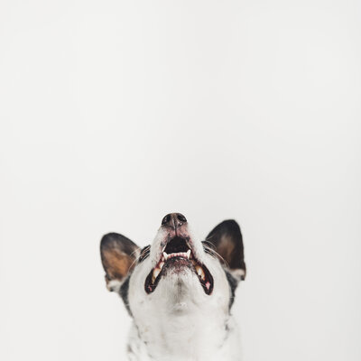 Fine art dog portrait in studio — elegant pet photography in Sausalito