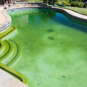 Algicide Pool Service Needed!