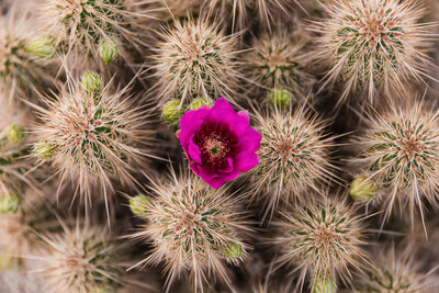 Arizona desert cactus with spring flowers
