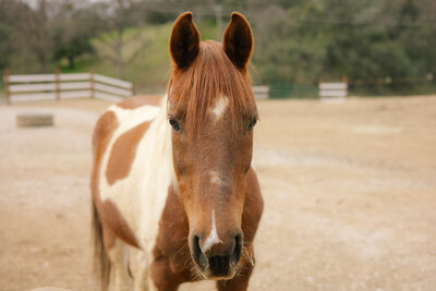 2021-03-08 HOW - Kori + Jared Photography-114
