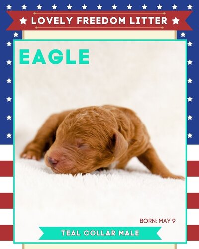 Freedom - Teal Eagle Male