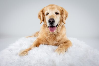 Senior Dog Saturday Minis - the Beloved Pup Photo Studio Birmingham, Alabama Dog Photographer 10