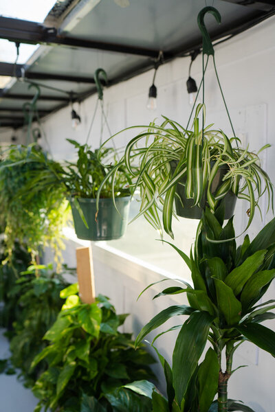 Houseplant Hippie Plant Empowerment100