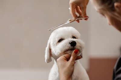 Paradise Pet Retreat Dog Trainers