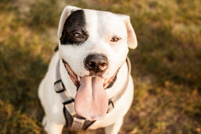 pitbull smiles at the camera with their tongue out