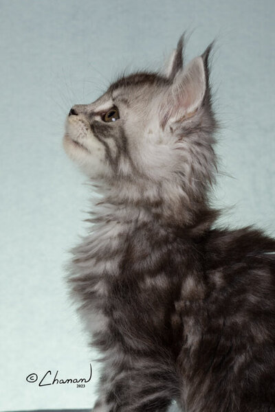 Champion_maine_coon_Steel_2