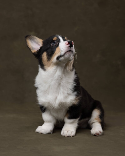 Adorable tricolor Corgi puppy sitting on a dark olive backdrop during a fine-art pet portrait session in Las Vegas by Angela Wolf Photography