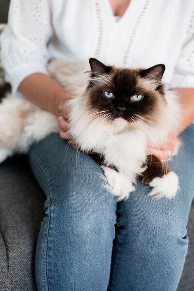 Ragdoll kater op schoot bij Newborn fotograaf Irene Maris Fotografie