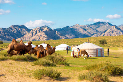 Traditional Mongolian yurts and camels in the Gobi Desert, ideal for immersive cultural travel.