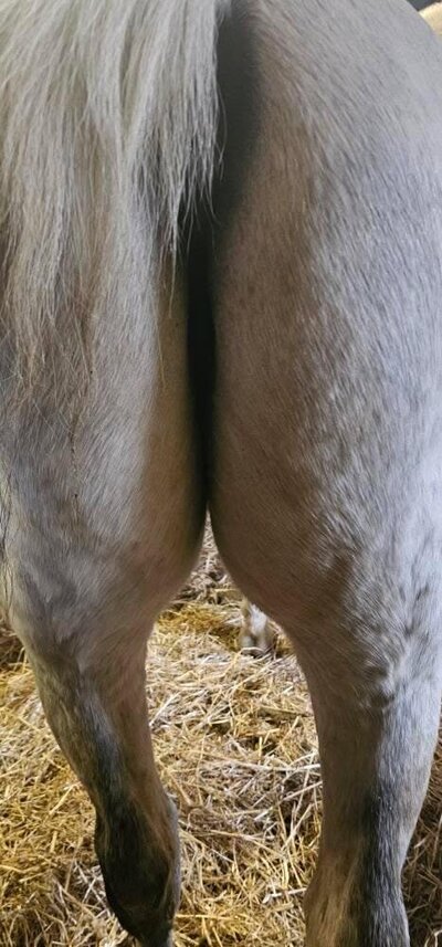 Na het voeren supplement voor mestwater heeft paard geen klachten meer.