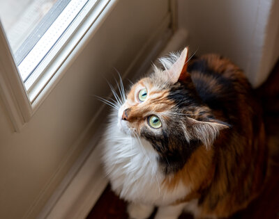 cat looking outside the window
