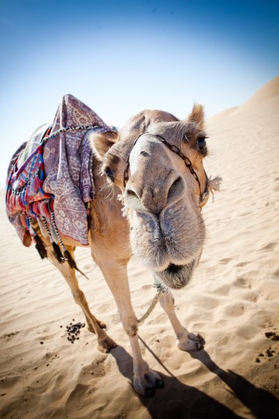 1 - camel interesting fact