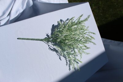 White Common Heather DELUXE BUSH (5)